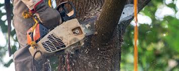 Best Hazardous Tree Removal  in , WI