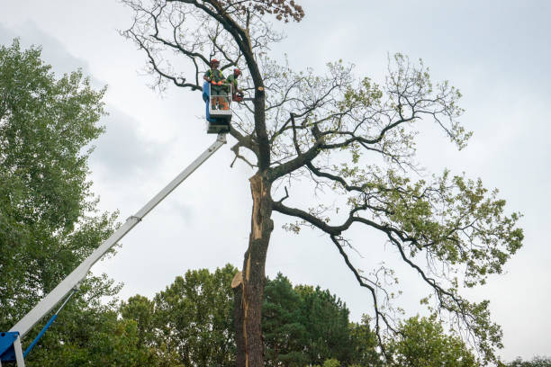 Best Arborist Consultation Services  in , WI