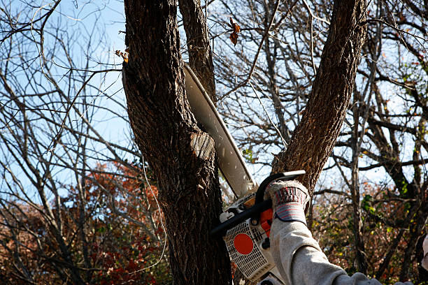 Best Leaf Removal  in , WI