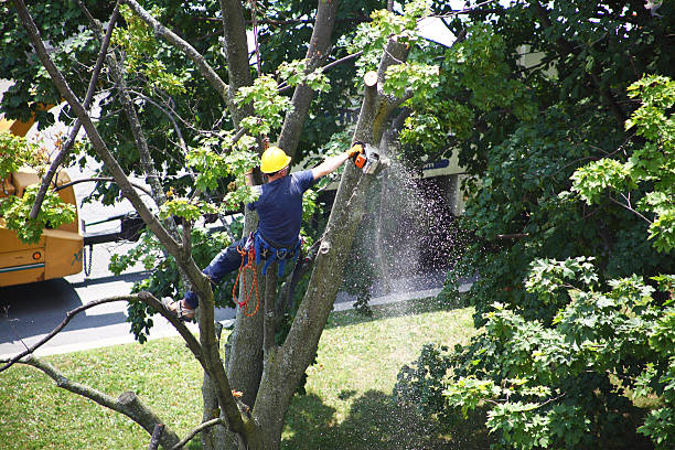 Best Tree and Shrub Care  in , WI