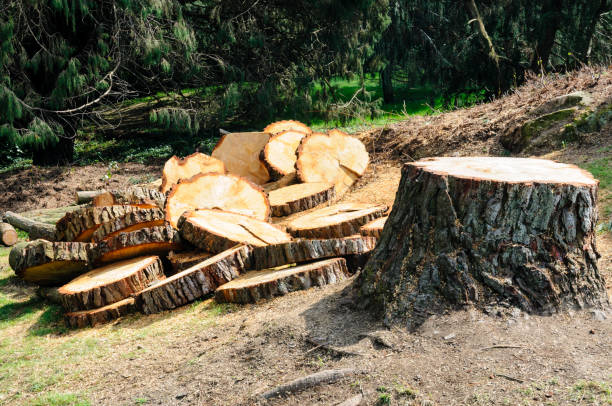 Best Tree Removal  in , WI